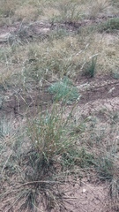 Bothriochloa torreyana