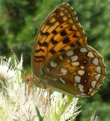 Argynnis