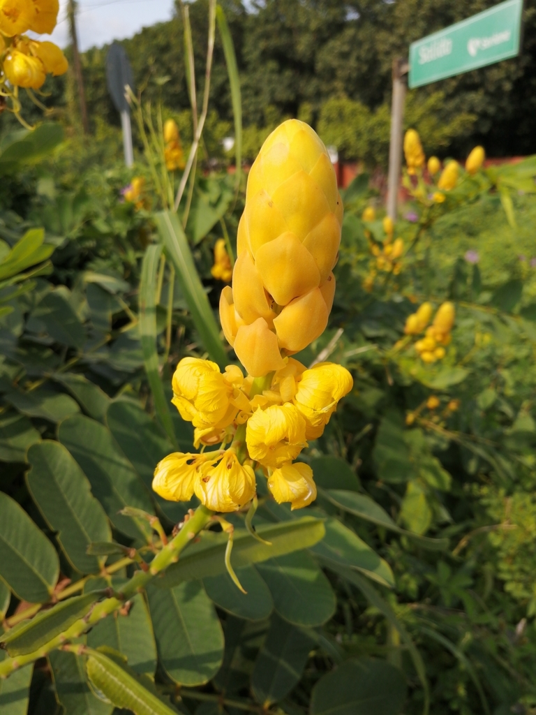 Candelabra Bush from Lázaro Cárdenas on September 27, 2020 at 0939 PM by squamata_60 · iNaturalist