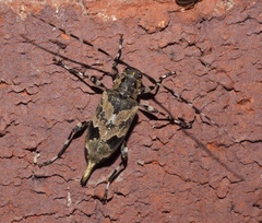 Graphisurus triangulifer