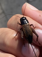 Gryllus firmus