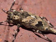 Graphisurus triangulifer