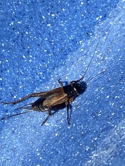 Gryllus firmus