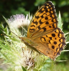 Argynnis