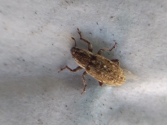 Microlarinus lareynii