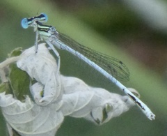 Platycnemis dealbata