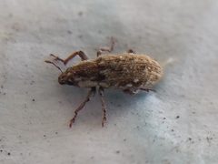 Microlarinus lareynii