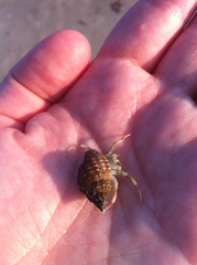 Isocheles wurdemanni