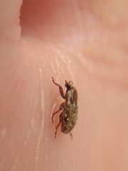 Microlarinus lareynii