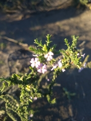Acantholippia seriphioides