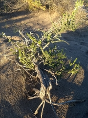 Acantholippia seriphioides