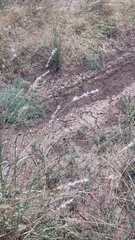 Bothriochloa torreyana