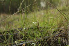 Rhynchospora nervosa