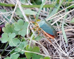 Edessa rufomarginata