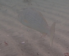 Umbrina roncador