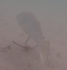 Umbrina roncador