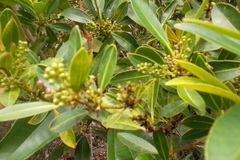 Daphnopsis americana