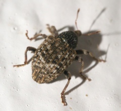 Pheloconus cribricollis