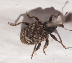 Pheloconus cribricollis