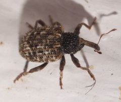 Pheloconus cribricollis