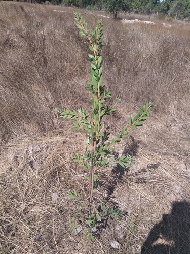 Callistemon citrinus iNat (3)