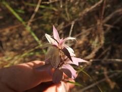 Monarda viridissima