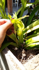 Phragmipedium