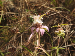 Monarda viridissima