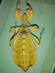 Phyllium siccifolium