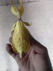 Phyllium siccifolium