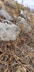 Catananche caerulea image