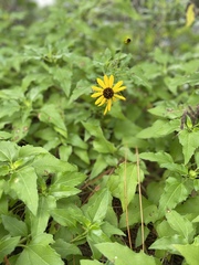 Helianthus debilis image