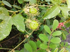 Passiflora ciliata