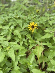Helianthus debilis image