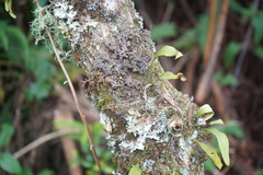 Leptogium phyllocarpum