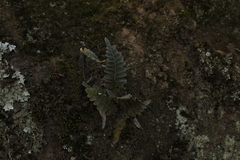 Pleopeltis thyssanolepis