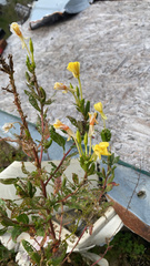 Oenothera