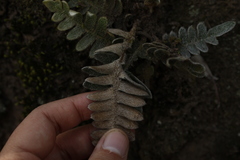 Pleopeltis thyssanolepis