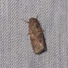 Spodoptera cilium