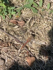 Sympetrum pallipes