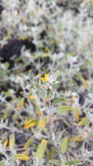 Buddleja mendozensis