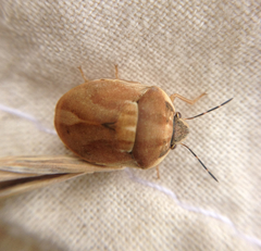 Homaemus parvulus