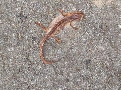 Pleurodelinae