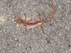 Pleurodelinae