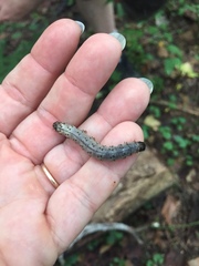 Scolecocampa liburna