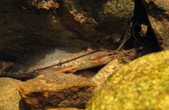 Clarias fuscus