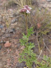 Junellia crithmifolia