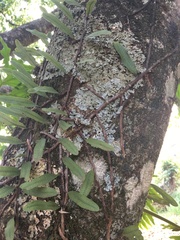 Microgramma squamulosa