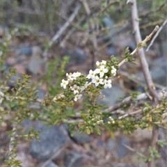 Acantholippia seriphioides