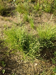 Juncus ranarius